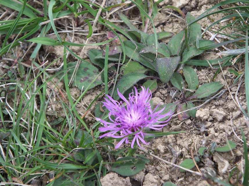 Der Bismarckturm bei Osterwieck
