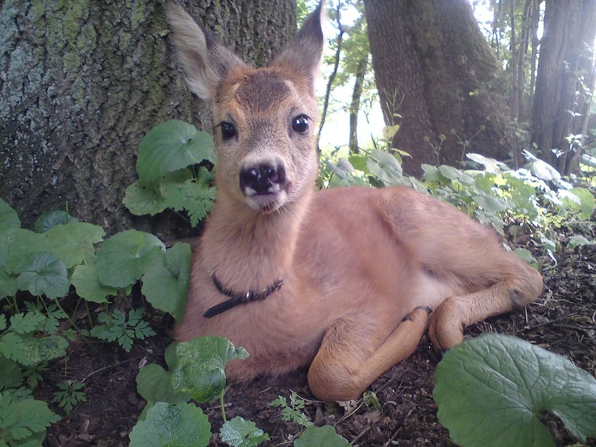 Mit der Flasche gro&szlig;gezogen