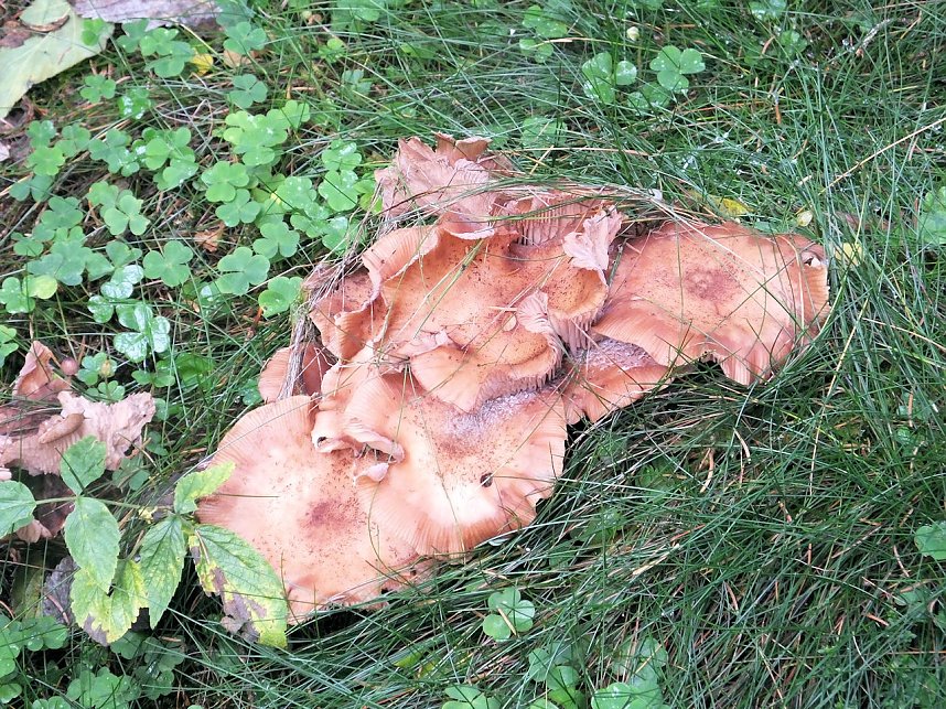 Von Benneckenstein nach Tanne