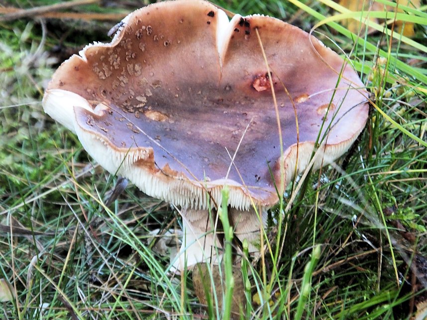 Von Benneckenstein nach Tanne