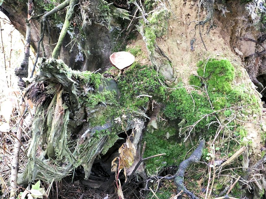 Von Benneckenstein nach Tanne