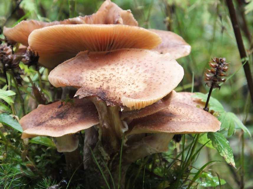 Von Benneckenstein nach Tanne