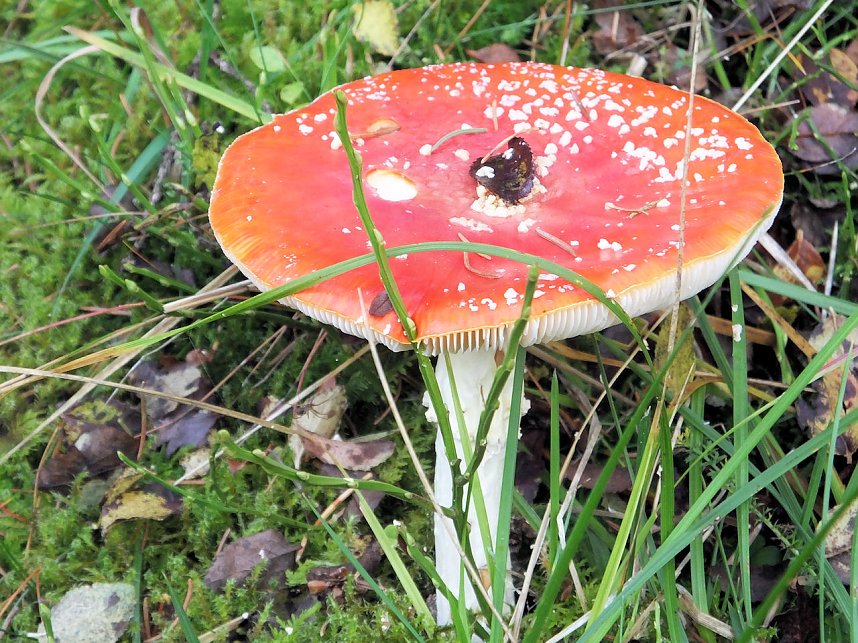 Von Benneckenstein nach Tanne