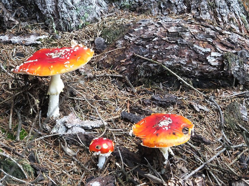 Von Benneckenstein nach Tanne