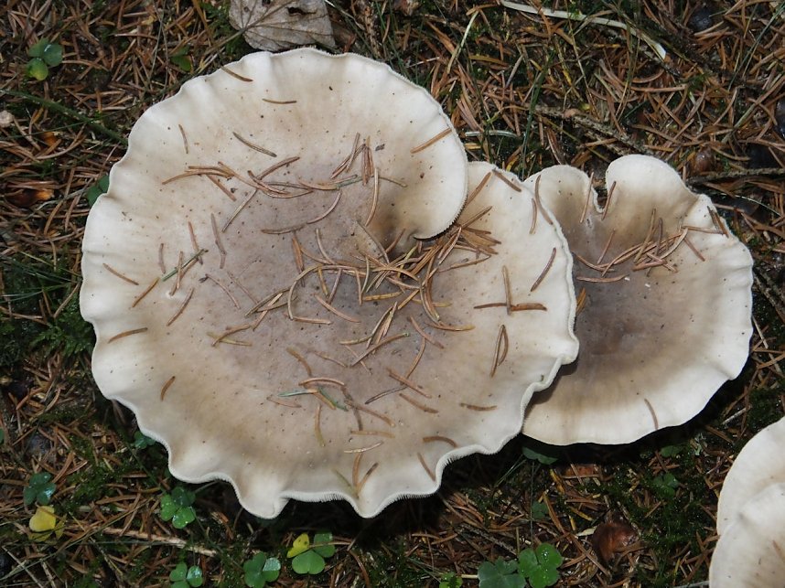 Von Benneckenstein nach Tanne