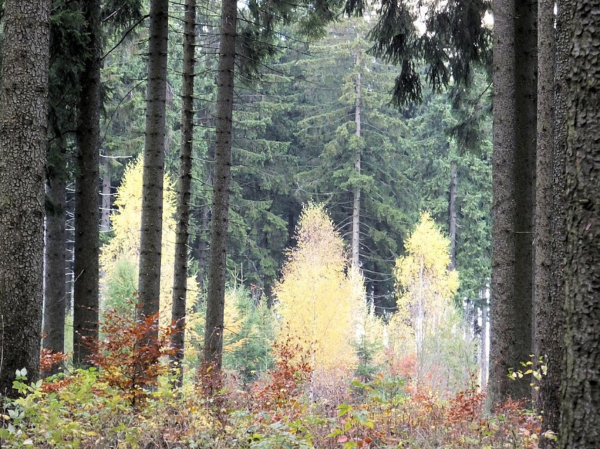 Von Benneckenstein nach Tanne