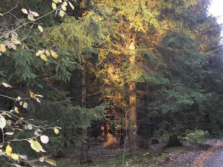 Von Benneckenstein nach Tanne