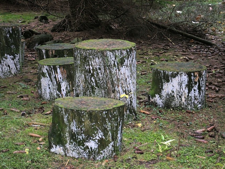 Von Benneckenstein nach Tanne
