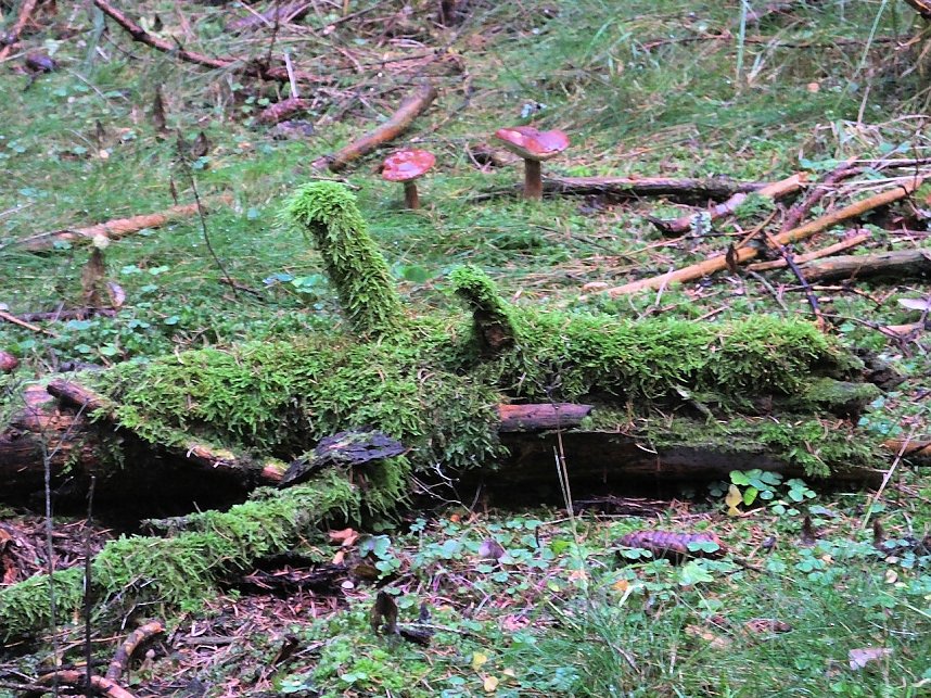 Von Benneckenstein nach Tanne