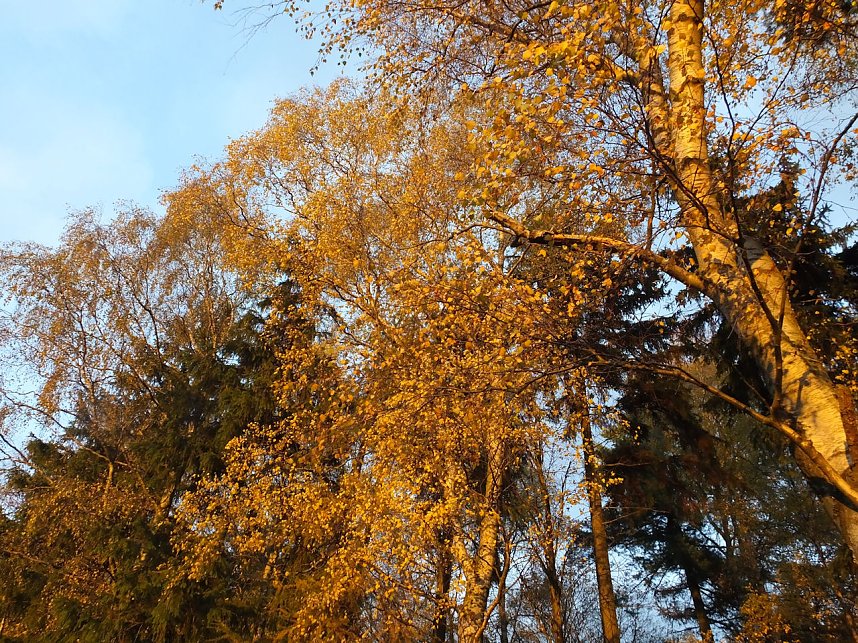 Von Benneckenstein nach Tanne