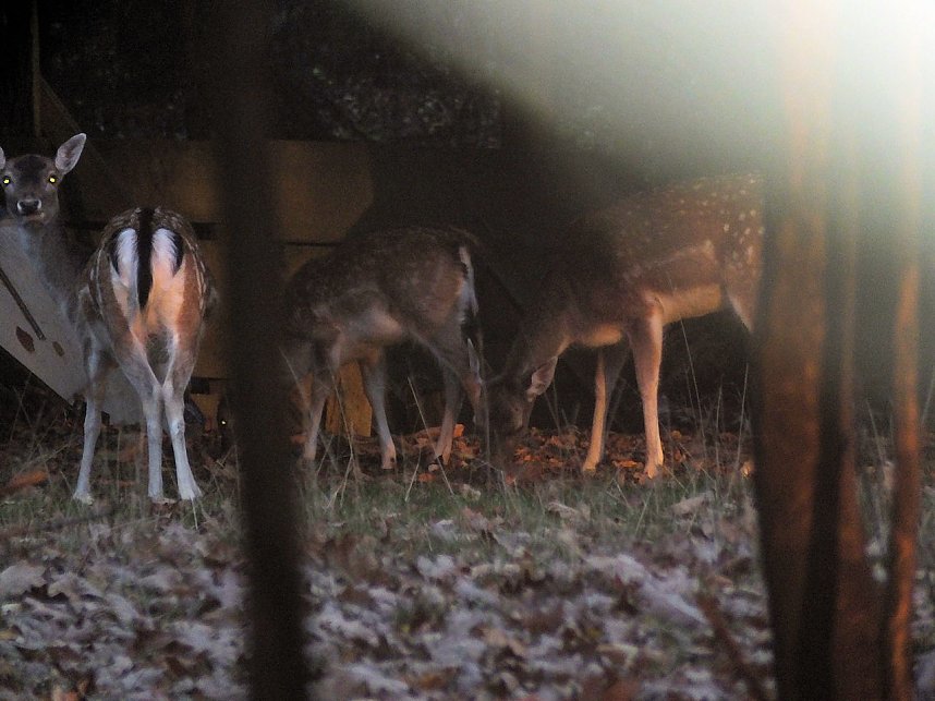 Von Benneckenstein nach Tanne