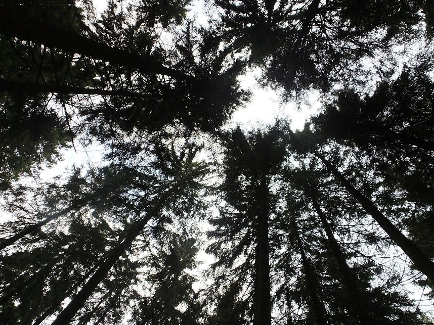 Von Benneckenstein nach Tanne