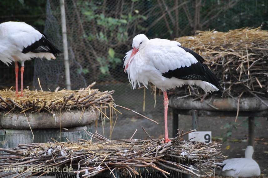 der City Scout in Stra&szlig;bourg