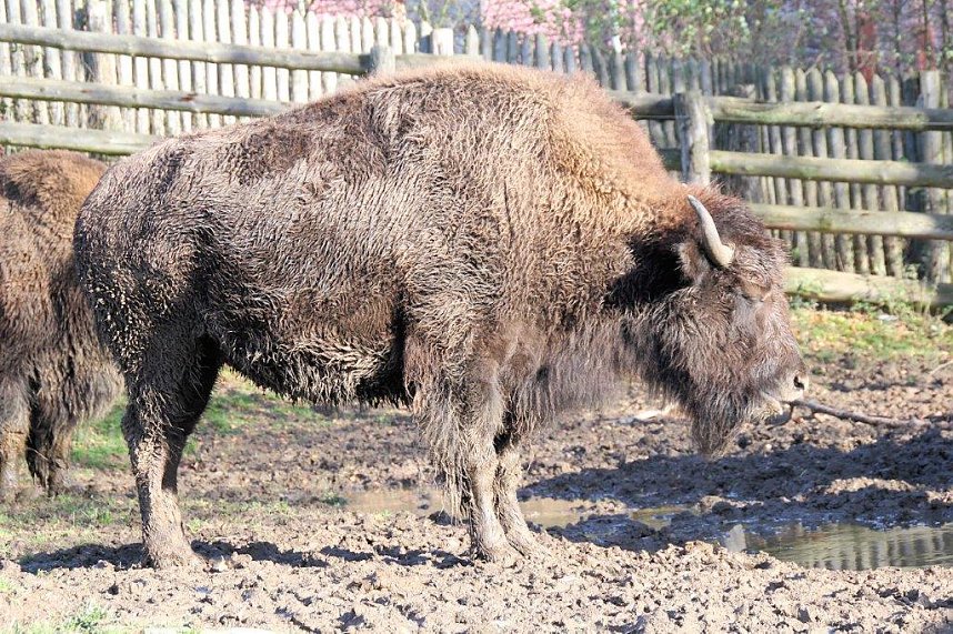 Saisonabschluss in der Westernstadt