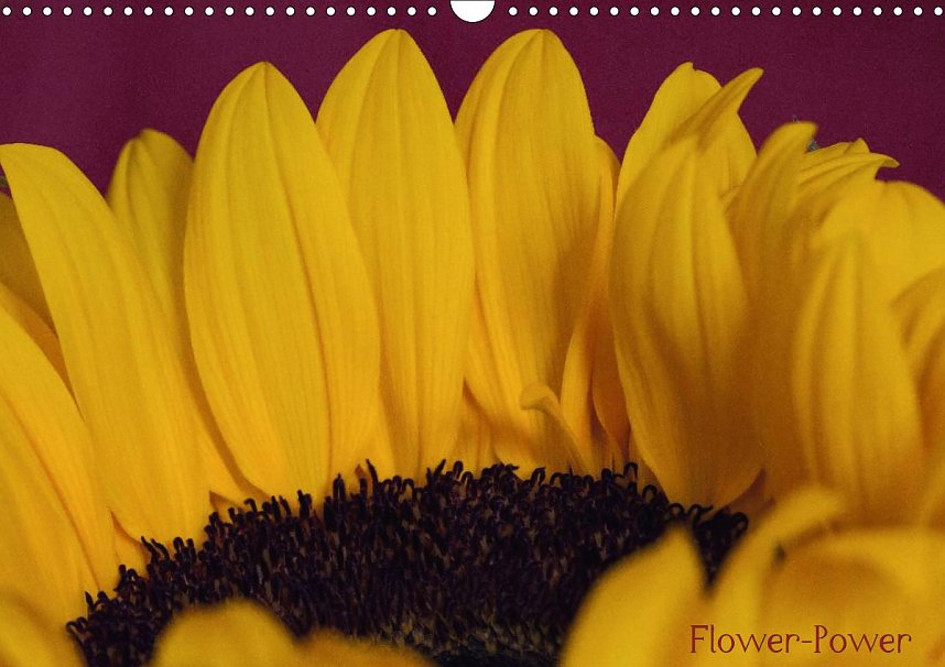 Den Harz nach Hause holen