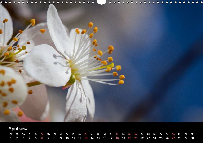 Den Harz nach Hause holen