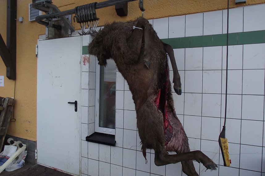 Zu den 25 St&uuml;ck angeliefertem Rotwild geh&ouml;rte auch dieser kapitale Hirsch. &Uuml;ber eine Au&szlig;enanlage gelangt das erlegte Wild direkt in den Verarbeitungsraum.