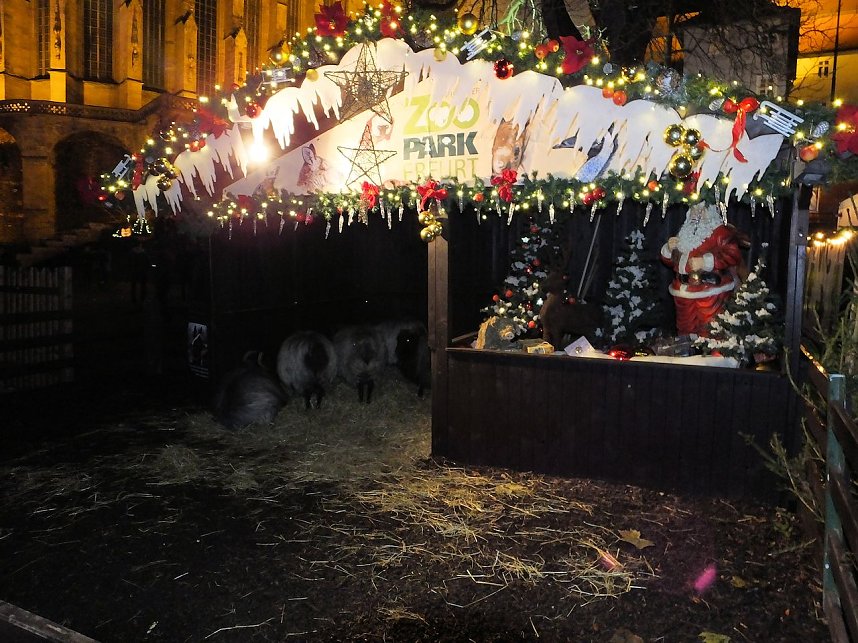 Besuch des Erfurter Weihnachtsmarktes