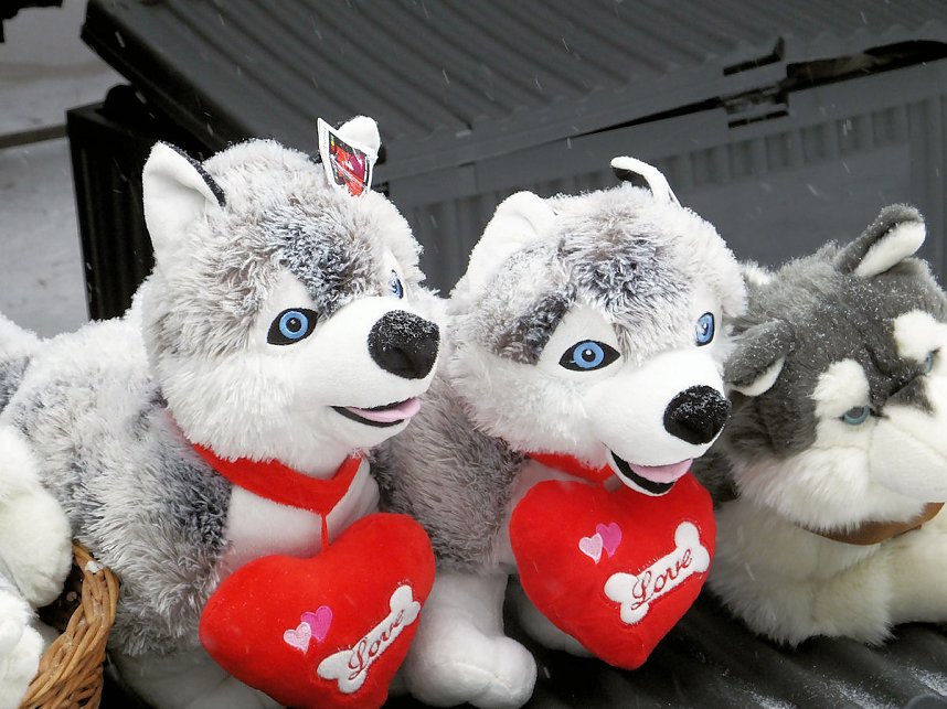 Schlittenhunderennen in Benneckenstein