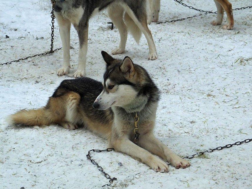 Schlittenhunderennen in Benneckenstein