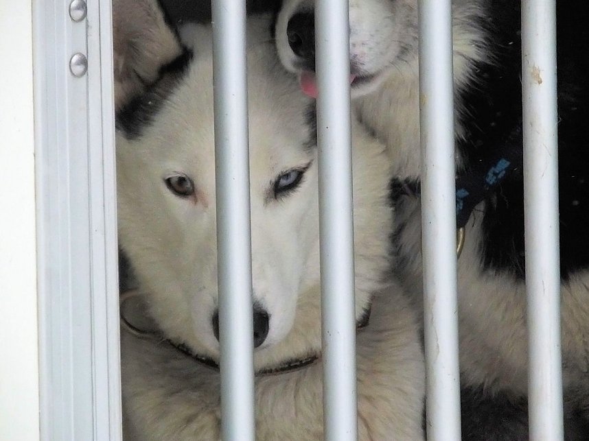 Schlittenhunderennen in Benneckenstein