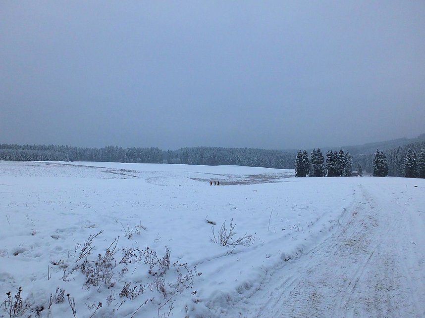 Schlittenhunderennen in Benneckenstein