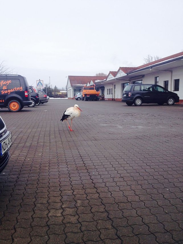 Klapperstorch in Nordhausen