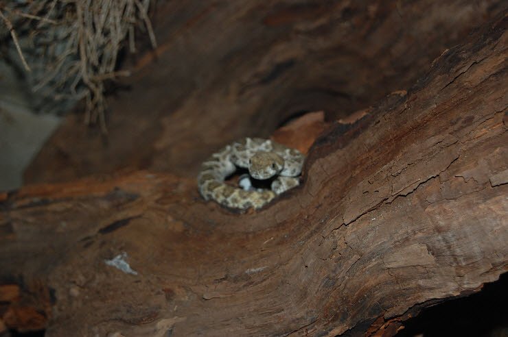 Nanderwanderung im  Nordh&auml;user Zoo nnz-City Scout on Tour