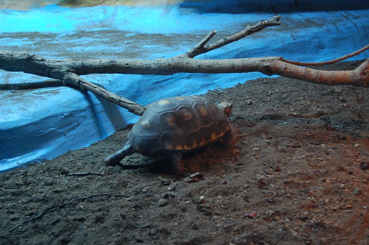 Nanderwanderung im  Nordh&auml;user Zoo nnz-City Scout on Tour