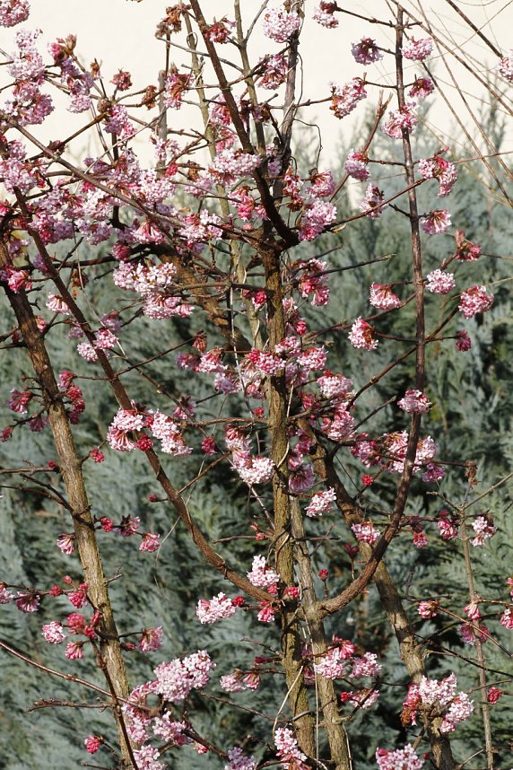 ... und Fr&uuml;hlings im (Mandel)baum