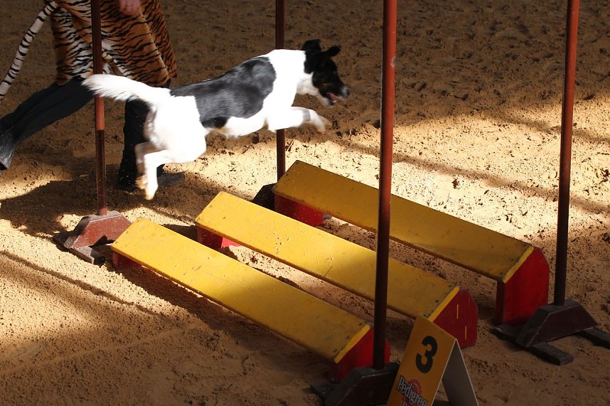Hundesport und Faschingskost&uuml;m