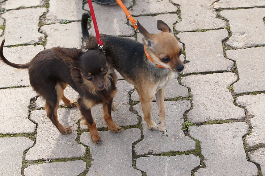 Hundesport und Faschingskost&uuml;m