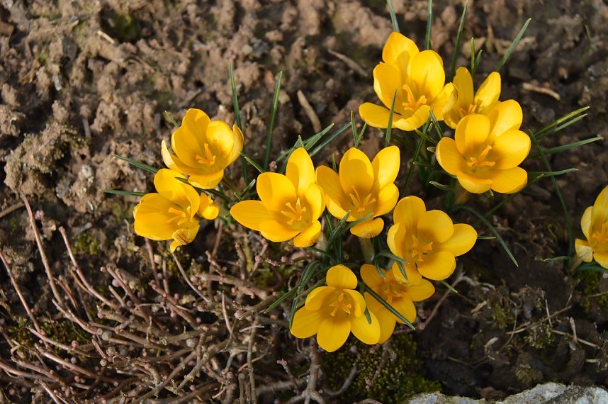 Fr&uuml;hling im Garten