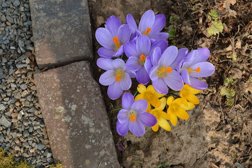 Fr&uuml;hling im Garten
