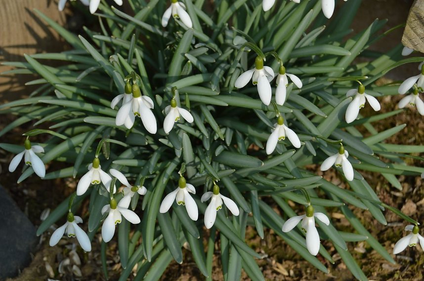 Fr&uuml;hling im Garten