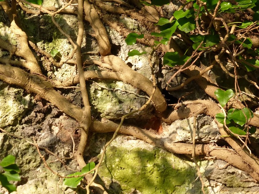 Zunehmender Wildwuchs zerst&ouml;rt Stadtmauerreste