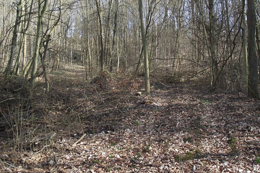Oberhalb der Bingerhoftreppe ergibt sich dieses Bild: Zuhauf liegt das Gestr&uuml;pp gleich neben der gesperrten Treppe herum, die bergauf zur Alexander-Puschkin-Stra&szlig;e f&uuml;hrte.