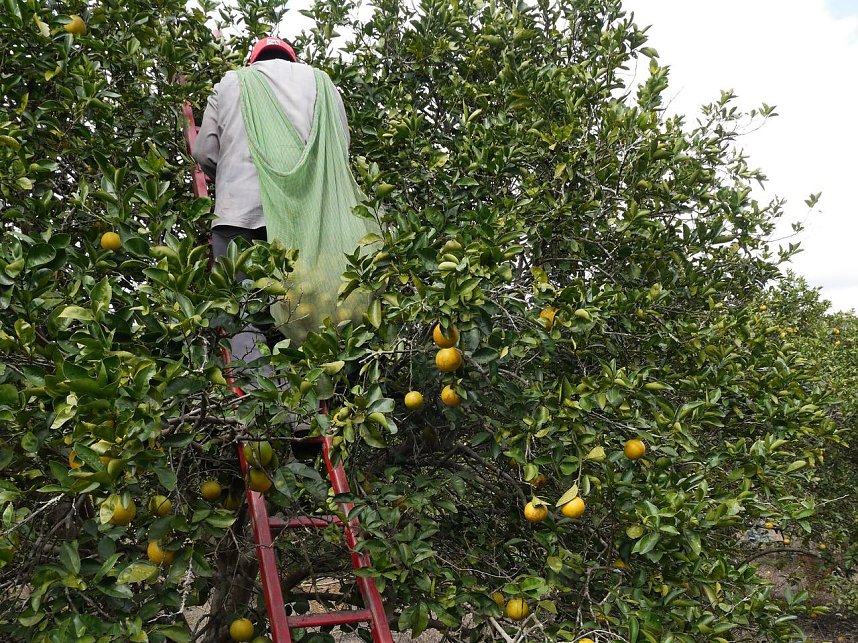 Die meisten Anbieter wissen nicht, welche Zust&auml;nde auf den Plantagen ihrer Zulieferer herrschen