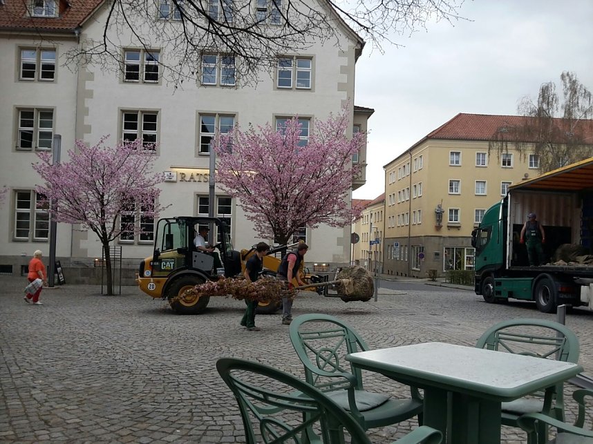 Kirschenbl&uuml;te angeliefert