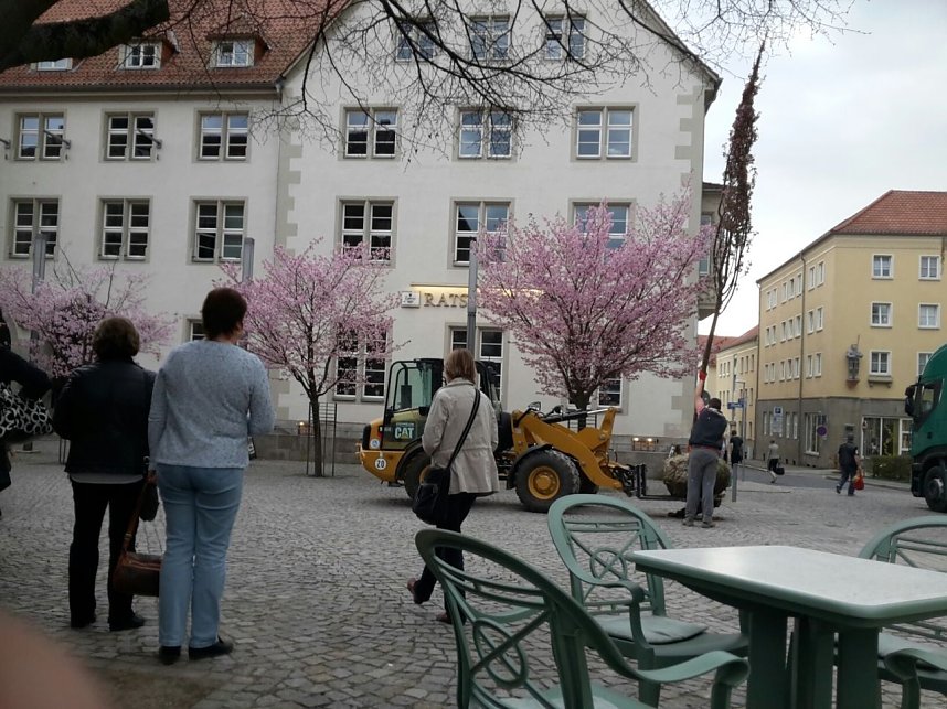 Kirschenbl&uuml;te angeliefert