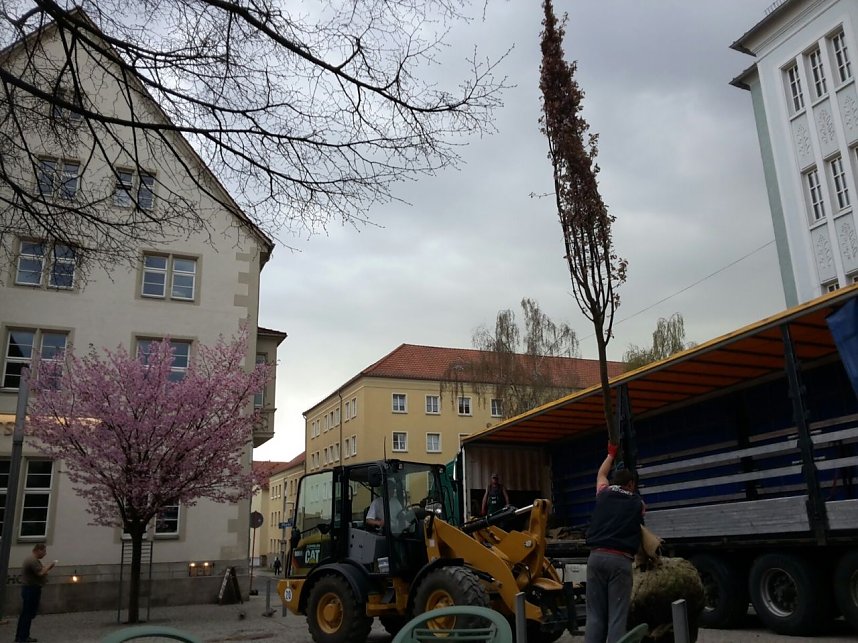 Kirschenbl&uuml;te angeliefert