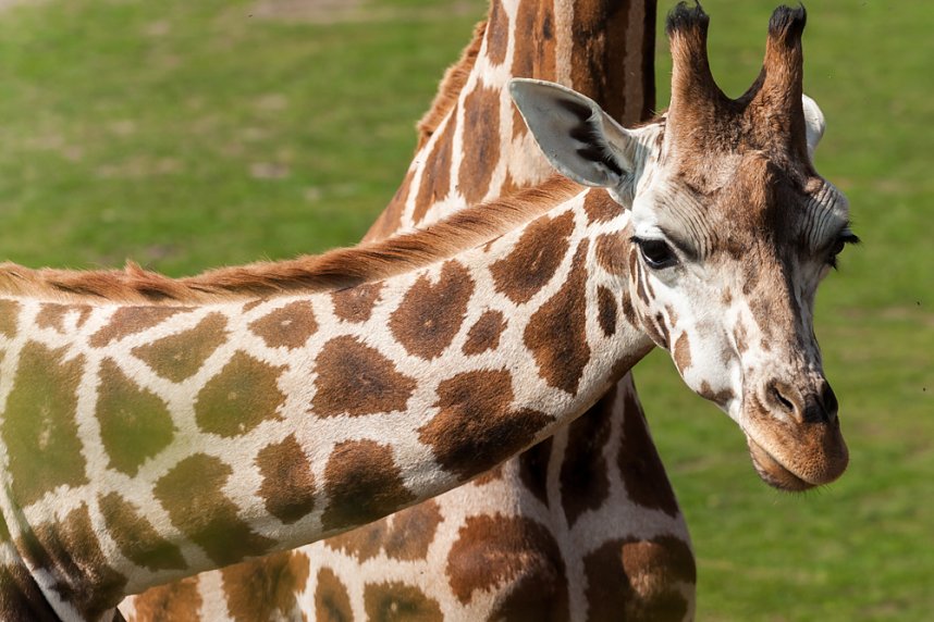 Besuch im Leipziger Zoo