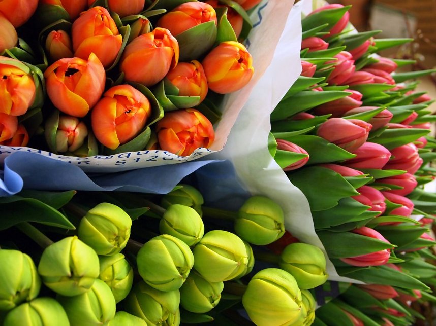 Judith Srocke und ihr Team beim Ausladen der Ware und lustig bunte Tulpen  