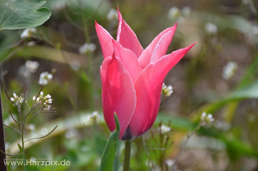 Osterfest Petersberg