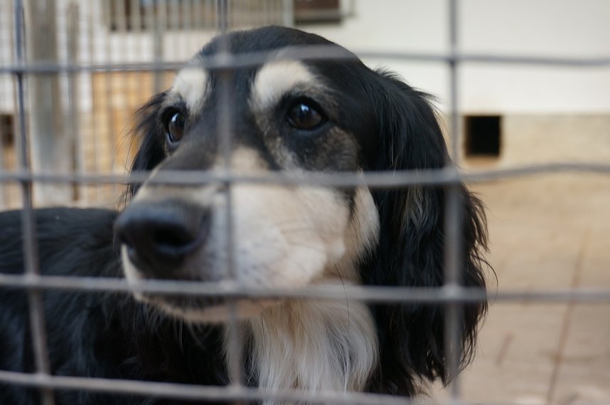 Besucherrekord im Tierheim