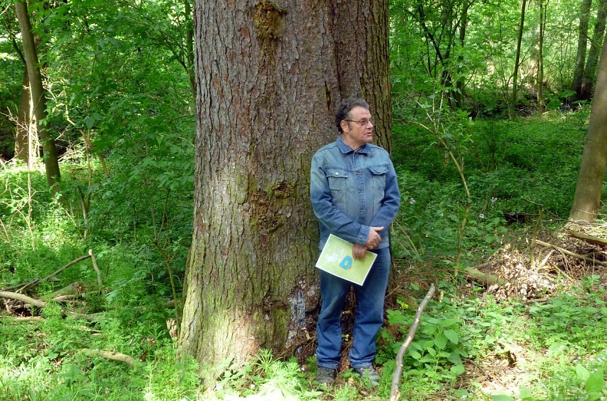 Die rund 35 Meter hohe und ca. 150 Jahre alte Fichte wird im Wasser des Unterbeckens stehen 