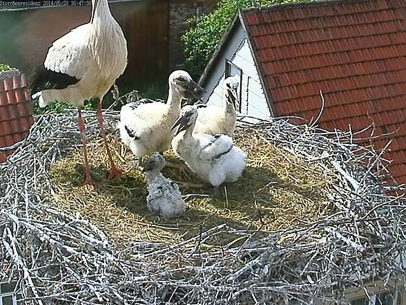 Neues aus dem Storchenest