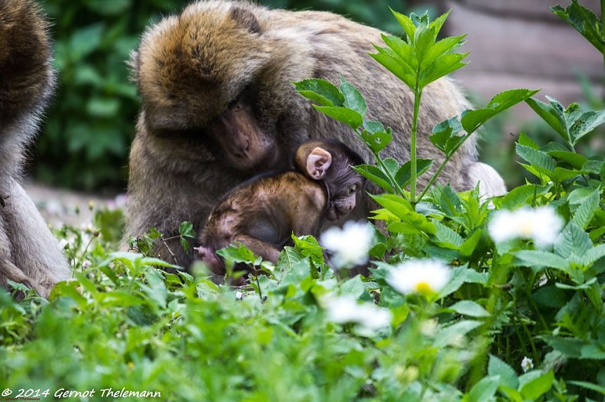 Besuch auf dem Strau&szlig;berg