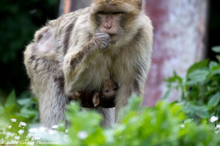 Besuch auf dem Strau&szlig;berg
