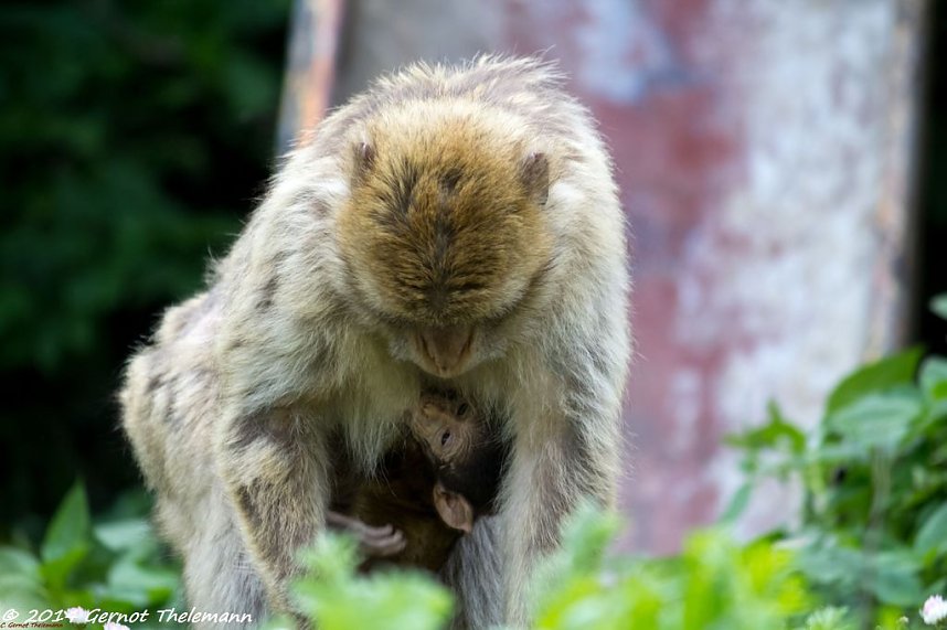 Besuch auf dem Strau&szlig;berg